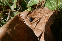 Dermestes undulatus