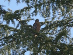 Buteo lineatus