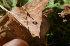 Dermestes undulatus