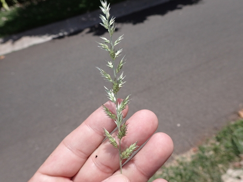 Enneapogon cenchroides observed 2026-05-14