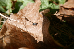 Dermestes undulatus
