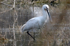 Platalea leucorodia