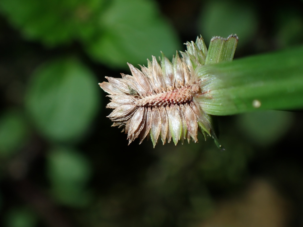 Cyperus sesquiflorus; photograph (c) chiuluan, some rights reserved (CC BY)