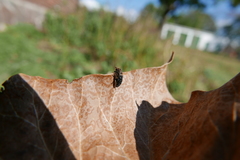 Dermestes undulatus