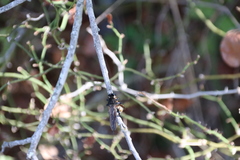 Promachus painteri