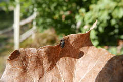 Dermestes undulatus