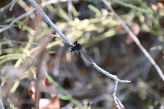 Promachus painteri