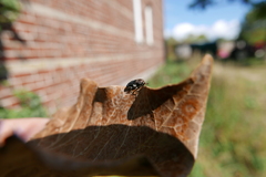 Dermestes undulatus