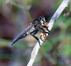 Promachus painteri