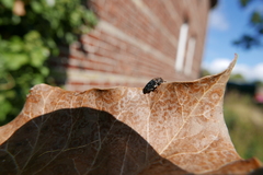 Dermestes undulatus