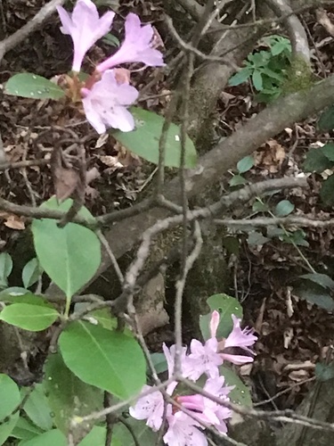 Rhododendron minus