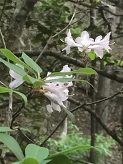 Rhododendron minus, photograph (c) boletejones, some rights reserved (CC BY)
