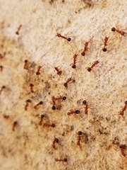 Aphaenogaster uinta