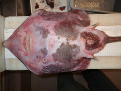 Amblyraja hyperborea