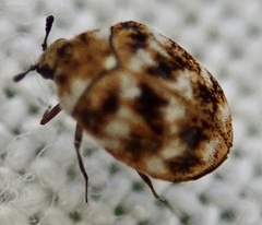Anthrenus verbasci