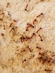Aphaenogaster uinta