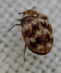 Anthrenus verbasci