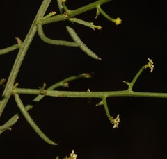 Thesium scandens