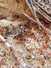 Aphaenogaster uinta