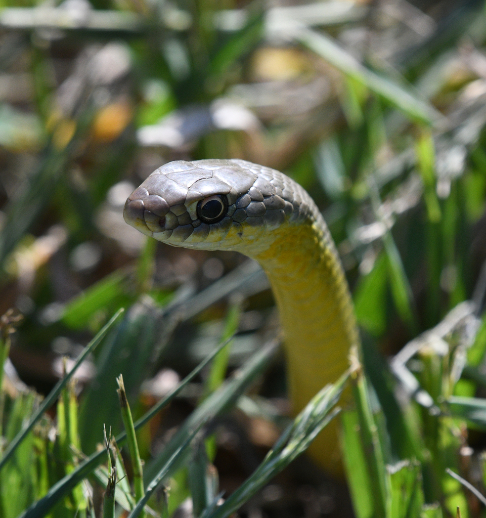 Eastern Racer Friendly Eastern Yellow-bellied Racer from Fort Collins, CO, USA on May 16, 2026 ...