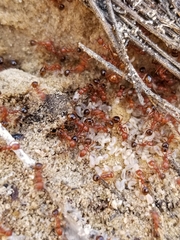 Aphaenogaster uinta