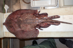 Amblyraja hyperborea