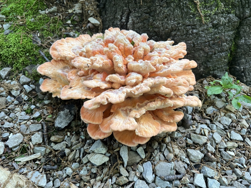 White-pored Chicken of the Woods · May 2026 · photo: Photo: (c) Brian C. Hunt, some rights reserved (CC BY) · iNaturalist