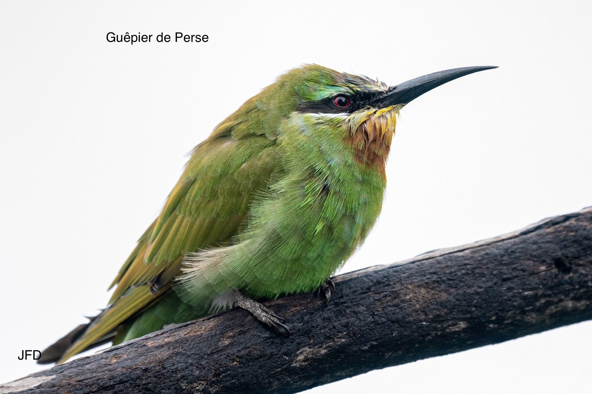 Blue-cheeked Bee-eater