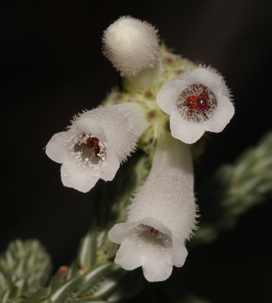 Cockscomb Heath