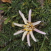 Perezia pilifera - Photo (c) aacocucci, algunos derechos reservados (CC BY-NC), subido por aacocucci