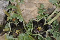 Jaborosa laciniata