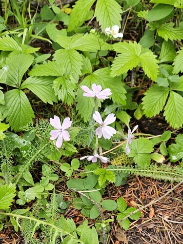 Phlox speciosa, photograph 6