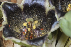 Jaborosa laciniata