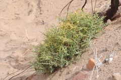 Jaborosa leucotricha