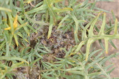 Jaborosa leucotricha