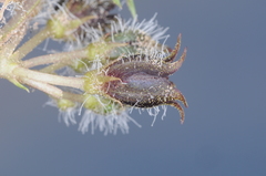 Jaborosa leucotricha
