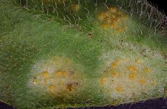 Puccinia lagenophorae