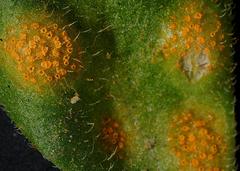 Puccinia lagenophorae