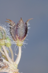 Jaborosa leucotricha