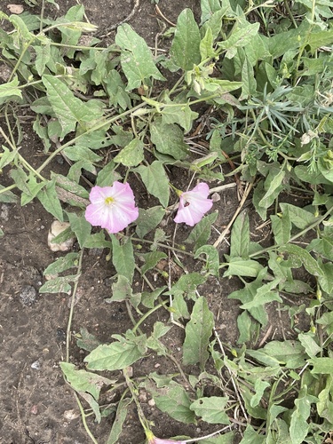 field bindweed