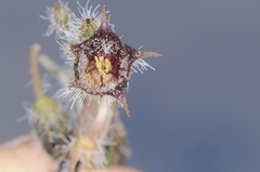 Jaborosa leucotricha