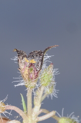 Jaborosa leucotricha