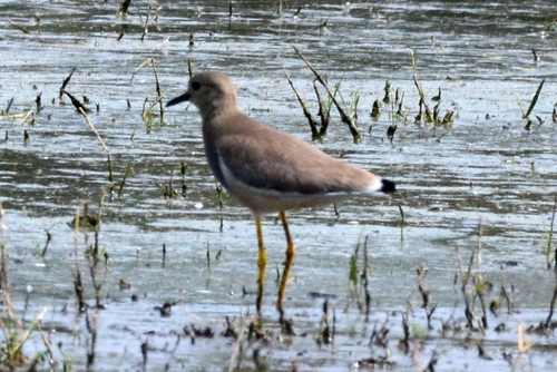 White-tailed Lapwing