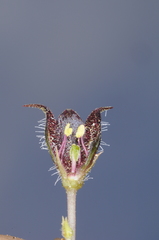 Jaborosa leucotricha