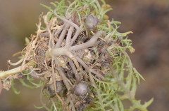 Jaborosa leucotricha