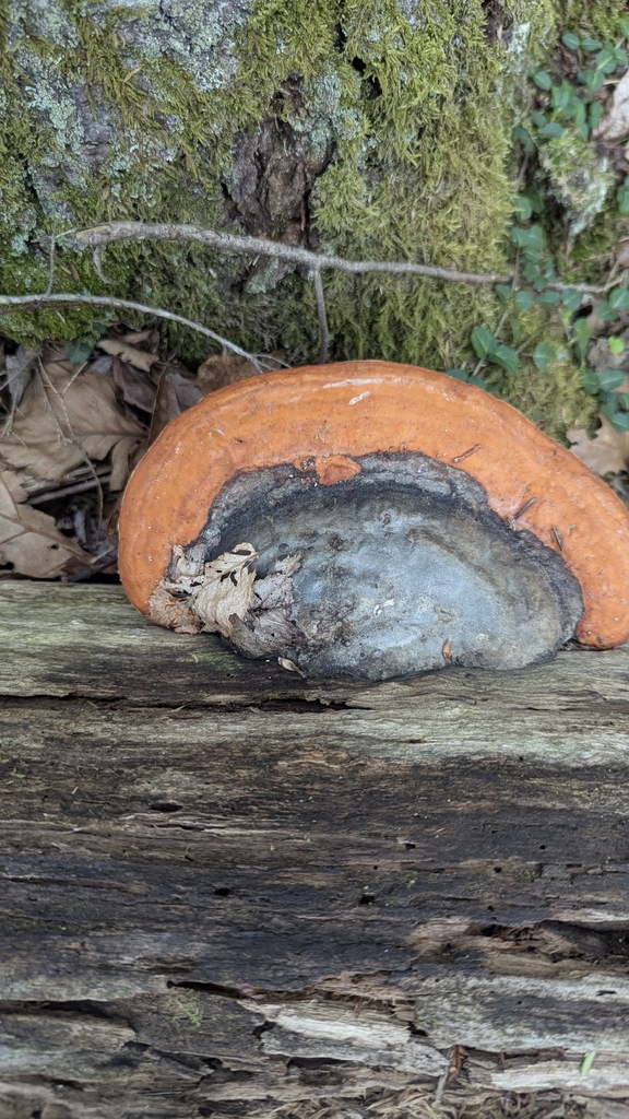 Northern Red Belt · May 2026 · photo: Photo: no rights reserved · iNaturalist