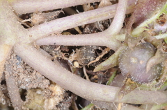 Jaborosa leucotricha