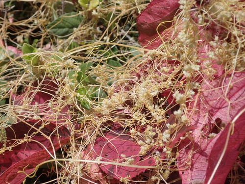 Cuscuta pentagona observed 2026-05-14