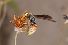 Polistes buyssoni