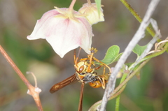 Polistes buyssoni